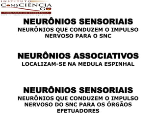 NEURÔNIOS SENSORIAIS
NEURÔNIOS QUE CONDUZEM O IMPULSO
       NERVOSO PARA O SNC



NEURÔNIOS ASSOCIATIVOS
 LOCALIZAM-SE NA MEDULA ESPINHAL




 NEURÔNIOS SENSORIAIS
NEURÔNIOS QUE CONDUZEM O IMPULSO
  NERVOSO DO SNC PARA OS ÓRGÃOS
          EFETUADORES
 