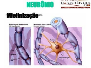 NEURÔNIO
Mielinização
 