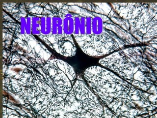 SISTEMA NERVOSO

   NEURÔNIO
 Células do Tec. Nervoso
 Morfologia do Neurônio
 Impulso Nervoso
 Sinapse Nervosa



 Anatomia do Sist. Nervoso
 Divisão Funcional do
Sistema Nervoso
 Arco Reflexo
 Principais Distúrbios
Nervosos.
 