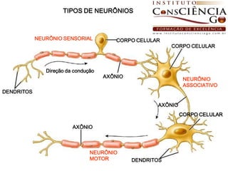 TIPOS DE NEURÔNIOS



            NEURÔNIO SENSORIAL          CORPO CELULAR
                                                          CORPO CELULAR



               Direção da condução
                                     AXÔNIO
                                                               NEURÔNIO
                                                               ASSOCIATIVO
DENDRITOS

                                                     AXÔNIO
                                                              CORPO CELULAR

                         AXÔNIO




                                NEURÔNIO
                                MOTOR         DENDRITOS
 