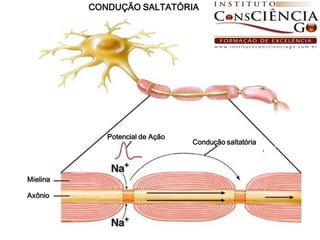 CONDUÇÃO SALTATÓRIA




             Potencial de Ação
                                 Condução saltatória




Mielina

Axônio
 