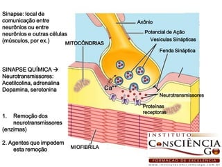 Sinapse: local de
comunicação entre                       Axônio
neurônios ou entre
neurônios e outras células                Potencial de Ação
(músculos, por ex.)                         Vesículas Sinápticas
                         MITOCÔNDRIAS
                                                 Fenda Sináptica


SINAPSE QUÍMICA 
Neurotransmissores:
Acetilcolina, adrenalina
Dopamina, serotonina
                                                 Neurotransmissores

                                          Proteínas
                                          receptoras
1.  Remoção dos
    neurotransmissores
(enzimas)

2. Agentes que impedem
    esta remoção           MIOFIBRILA
 