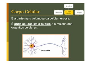 Neurónio

Corpo Celular

Dendrites

Corpo
celular

É a parte mais volumosa da célula nervosa;
É onde se localiza o núcleo e a maioria dos
organitos celulares.

Axónio

 