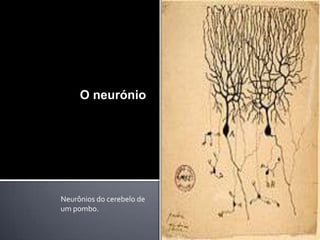 O neurónio

Neurônios do cerebelo de
um pombo.

 