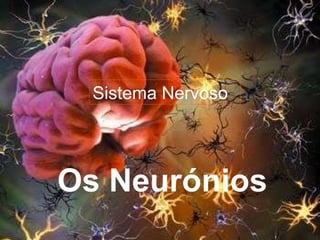 Sistema Nervoso Os Neurónios 