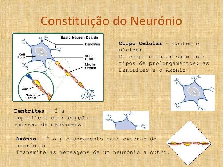 Nesse Texto O Autor Compara Os Neuronios A