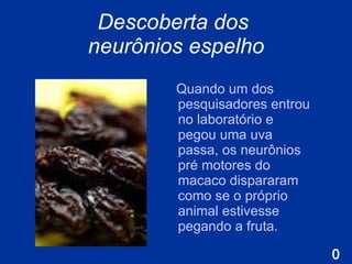 Descoberta dos  neurônios espelho Quando um dos pesquisadores entrou no laboratório e pegou uma uva passa, os neurônios pré motores do macaco dispararam como se o próprio animal estivesse pegando a fruta.  