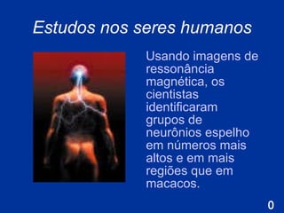 Estudos nos seres humanos Usando imagens de ressonância magnética, os cientistas identificaram grupos de neurônios espelho em números mais altos e em mais regiões que em macacos.  