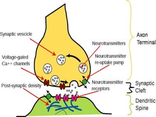 Shared Neuron Neuron | PPT