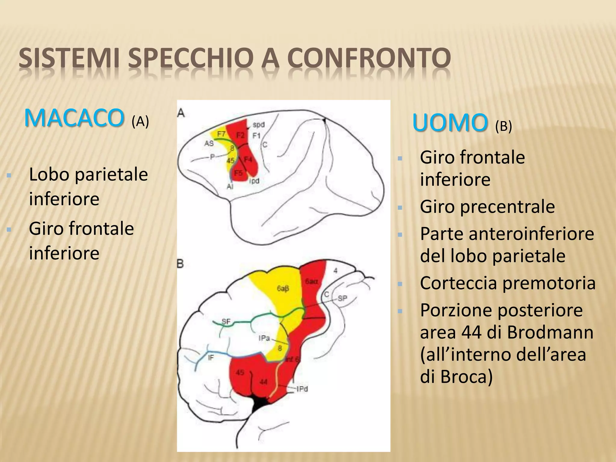 SISTEMI SPECCHIO A CONFRONTO
MACACO (A) UOMO (B)
 Giro frontale
inferiore
 Giro precentrale
 Parte anteroinferiore
del lobo parietale
 Corteccia premotoria
 Porzione posteriore
area 44 di Brodmann
(all’interno dell’area
di Broca)
 Lobo parietale
inferiore
 Giro frontale
inferiore
 