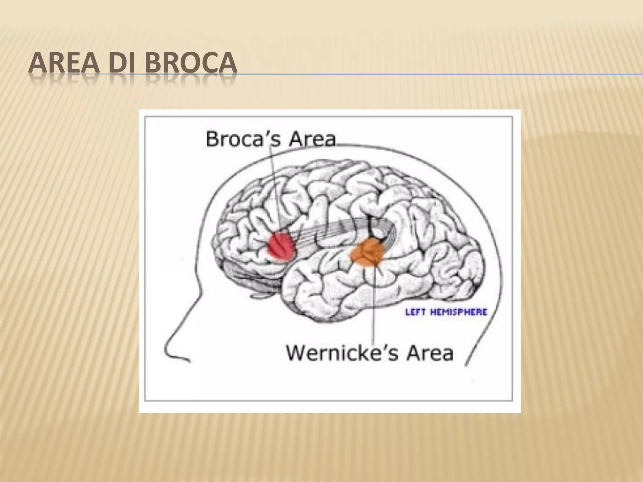 AREA DI BROCA
 