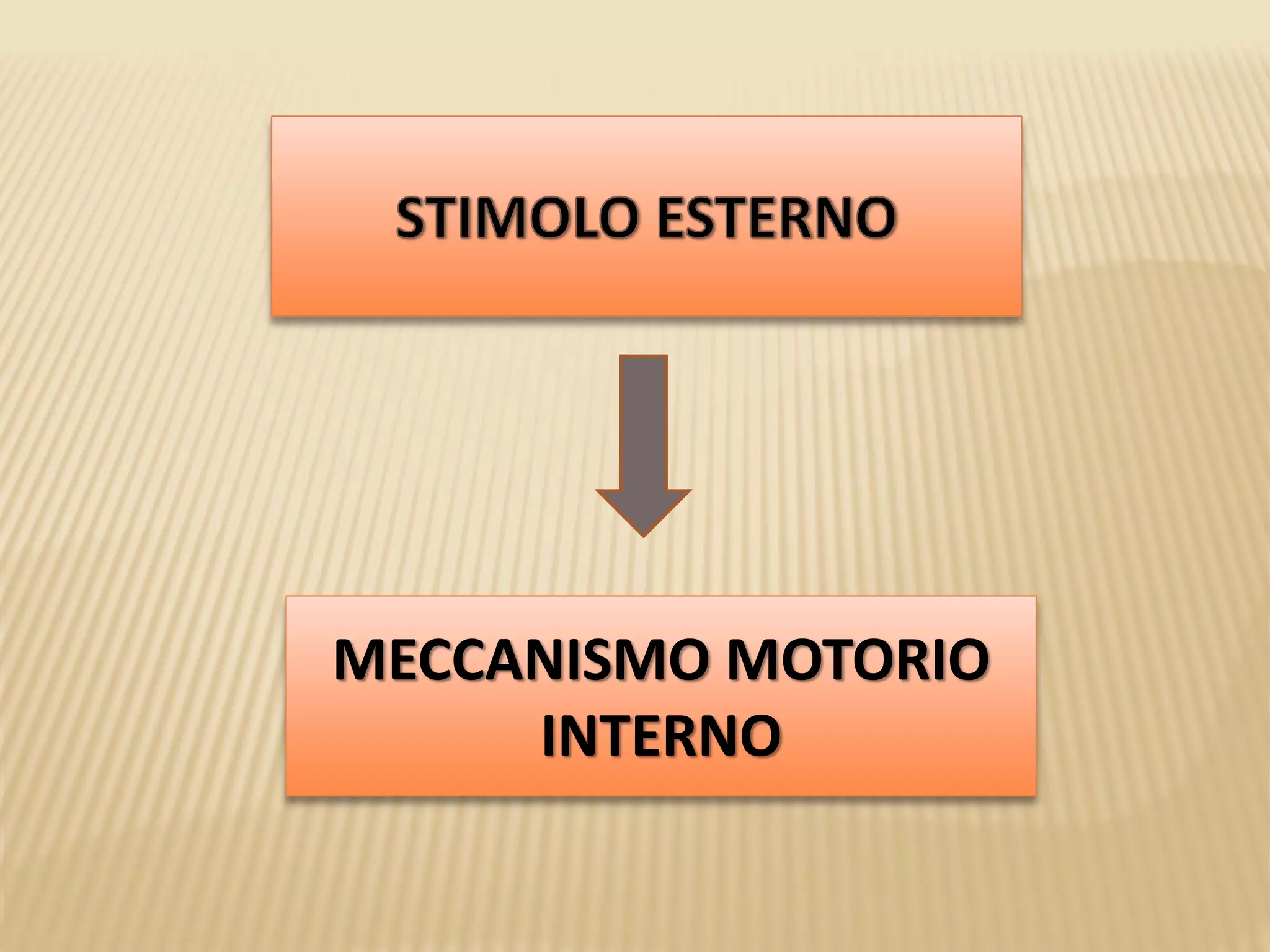 MECCANISMO MOTORIO
INTERNO
 