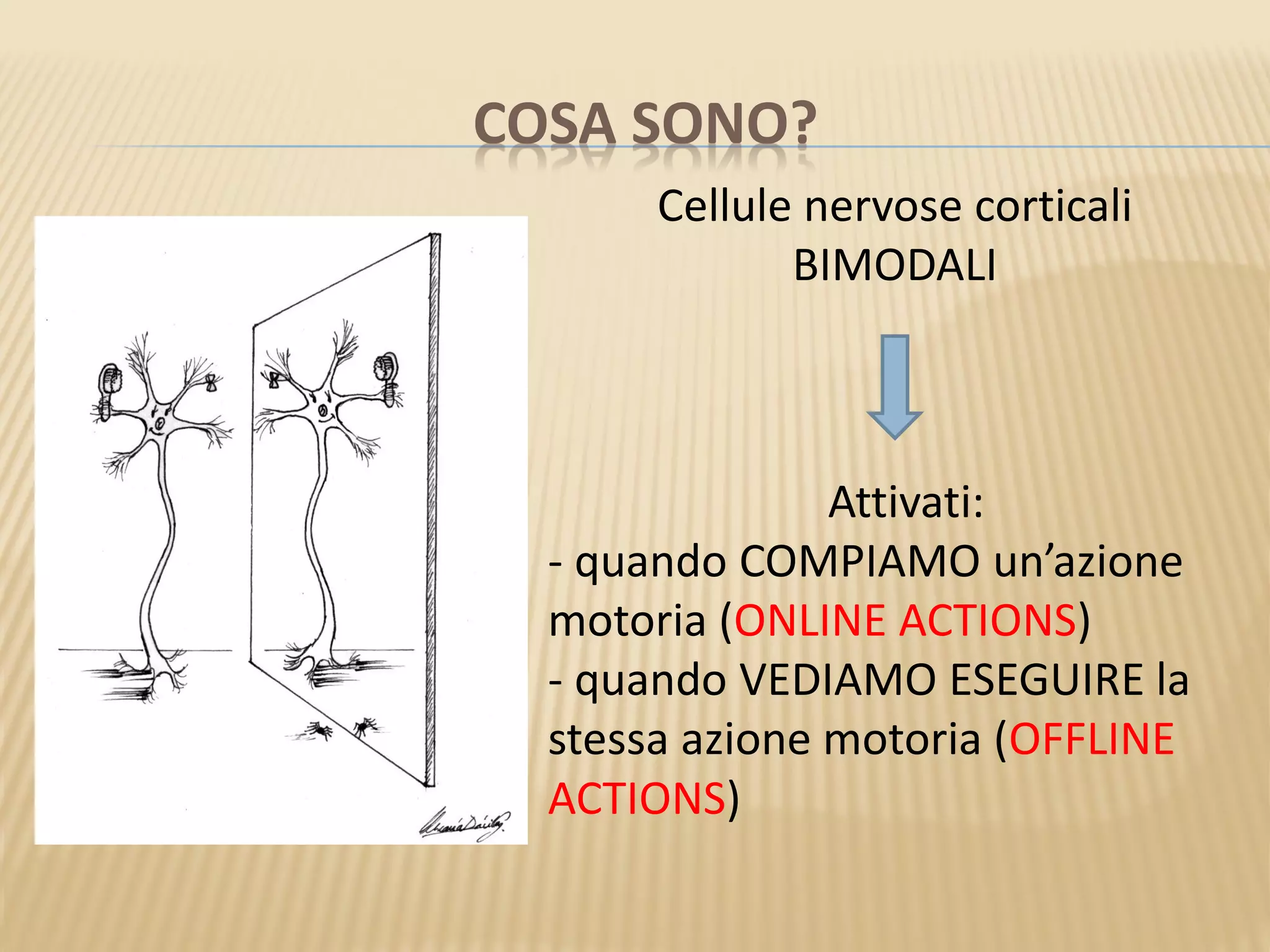 COSA SONO?
Cellule nervose corticali
BIMODALI
Attivati:
- quando COMPIAMO un’azione
motoria (ONLINE ACTIONS)
- quando VEDIAMO ESEGUIRE la
stessa azione motoria (OFFLINE
ACTIONS)
 