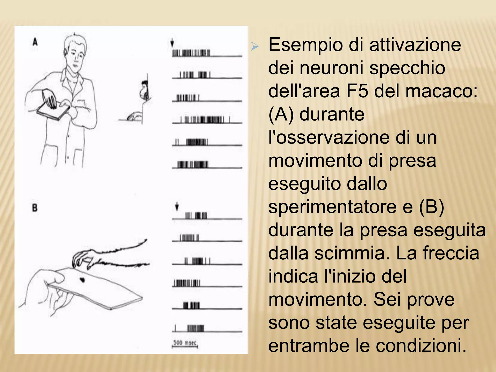  Esempio di attivazione
dei neuroni specchio
dell'area F5 del macaco:
(A) durante
l'osservazione di un
movimento di presa
eseguito dallo
sperimentatore e (B)
durante la presa eseguita
dalla scimmia. La freccia
indica l'inizio del
movimento. Sei prove
sono state eseguite per
entrambe le condizioni.
 