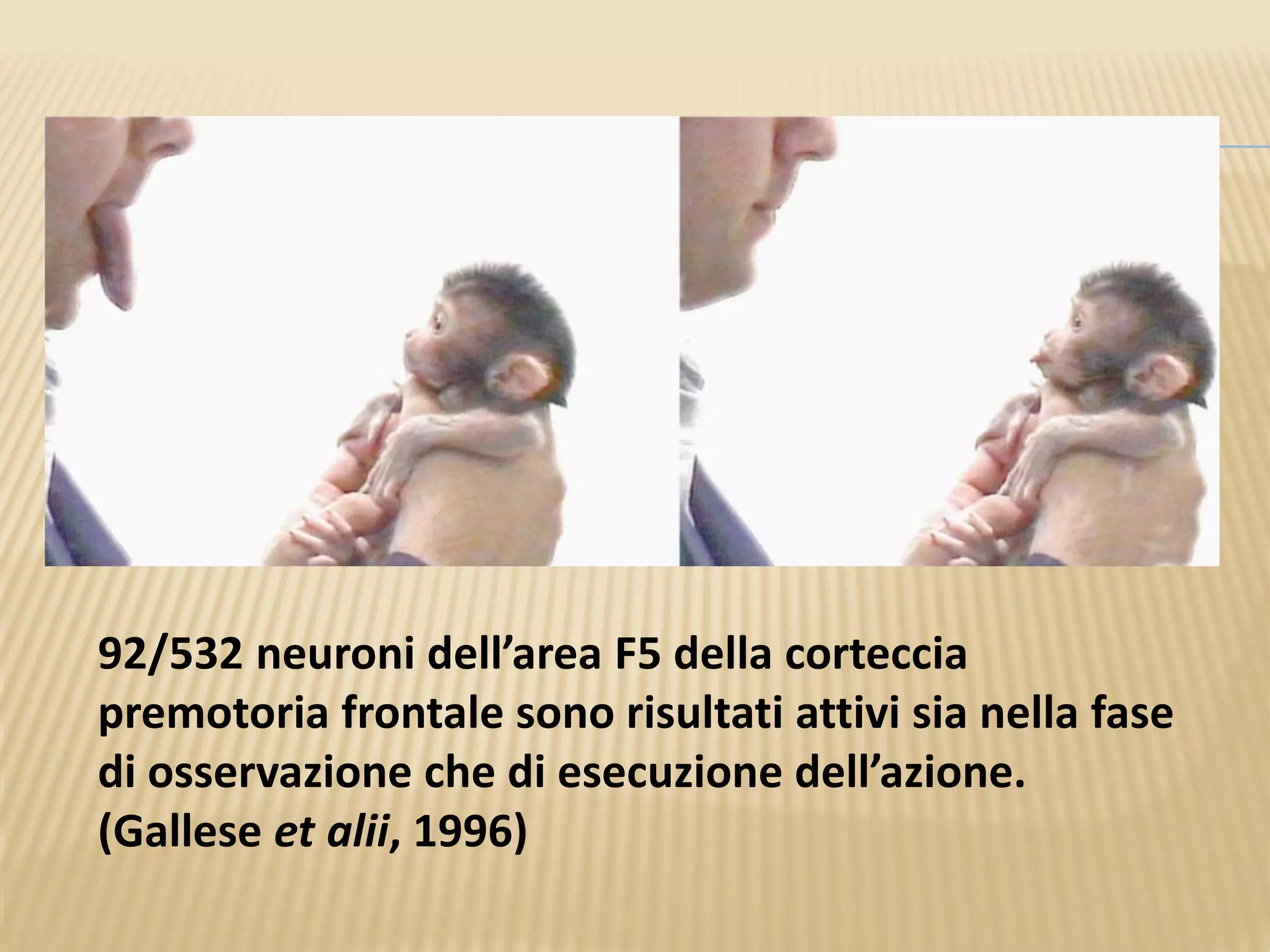 92/532 neuroni dell’area F5 della corteccia
premotoria frontale sono risultati attivi sia nella fase
di osservazione che di esecuzione dell’azione.
(Gallese et alii, 1996)
 