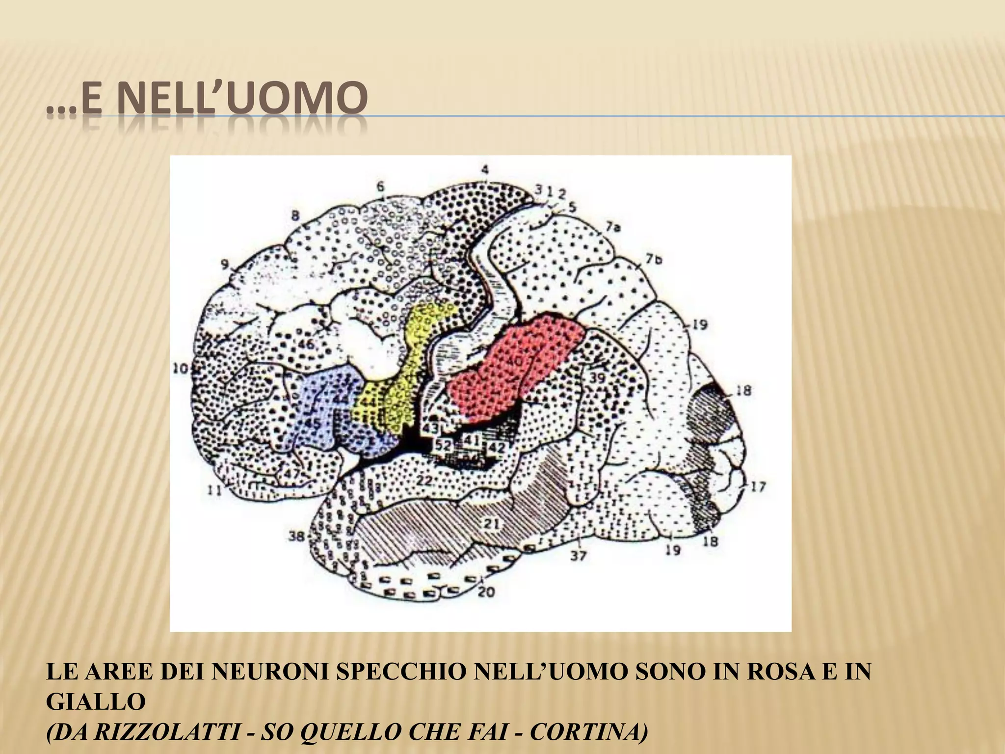 …E NELL’UOMO
LE AREE DEI NEURONI SPECCHIO NELL’UOMO SONO IN ROSA E IN
GIALLO
(DA RIZZOLATTI - SO QUELLO CHE FAI - CORTINA)
 