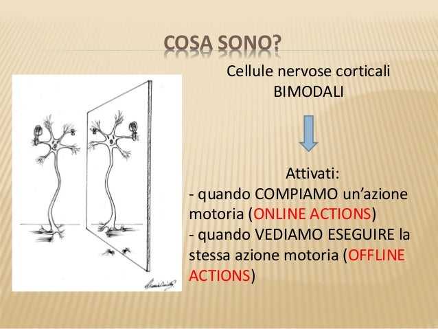 Neuroni specchio 2