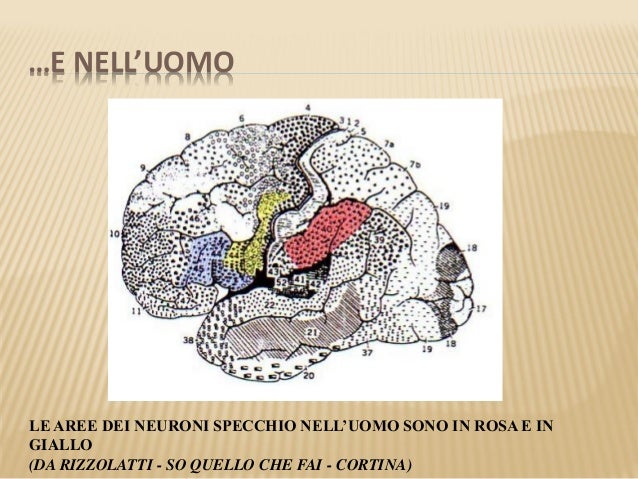 Neuroni specchio 2