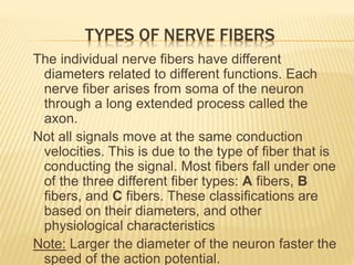 TYPES OF NERVE FIBERS
The individual nerve fibers have different
diameters related to different functions. Each
nerve fiber arises from soma of the neuron
through a long extended process called the
axon.
Not all signals move at the same conduction
velocities. This is due to the type of fiber that is
conducting the signal. Most fibers fall under one
of the three different fiber types: A fibers, B
fibers, and C fibers. These classifications are
based on their diameters, and other
physiological characteristics
Note: Larger the diameter of the neuron faster the
speed of the action potential.
 