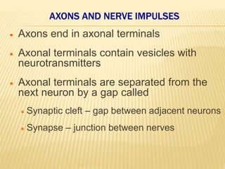 AXONS AND NERVE IMPULSES
 Axons end in axonal terminals
 Axonal terminals contain vesicles with
neurotransmitters
 Axonal terminals are separated from the
next neuron by a gap called
 Synaptic cleft – gap between adjacent neurons
 Synapse – junction between nerves
 