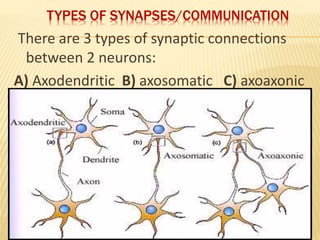 TYPES OF SYNAPSES/COMMUNICATION
There are 3 types of synaptic connections
between 2 neurons:
A) Axodendritic B) axosomatic C) axoaxonic
 