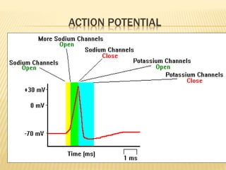 ACTION POTENTIAL
 