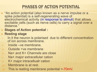 PHASES OF ACTION POTENTIAL
 “An action potential (also known as a nerve impulse or a
spike potential) is a self-regenerating wave of
electrochemical activity (in response to stimuli) that allows
excitable cells (such as nerve cells) to carry a signal over a
distance.”
 Stages of Action potential :
 Resting stage
i. In it the neuron is polarised due to different concentration
of ion across membrane.
ii. Inside –ve membrane.
iii. Outside +ve membrane
iv. Na+ and K+ Channels are close
v. Na+ major extracellular cation
vi. K+ major intracellualr cation
vii. Membrane is at rest.
viii. This is resting membrane potential =-70mV.
 