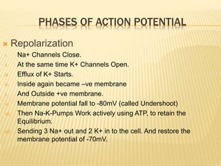  Repolarization
i. Na+ Channels Close.
ii. At the same time K+ Channels Open.
iii. Efflux of K+ Starts.
iv. Inside again became –ve membrane
v. And Outside +ve membrane.
vi. Membrane potential fall to -80mV (called Undershoot)
vii. Then Na-K-Pumps Work actively using ATP, to retain the
Equilibrium.
viii. Sending 3 Na+ out and 2 K+ in to the cell. And restore the
membrane potential of -70mV.
PHASES OF ACTION POTENTIAL
 
