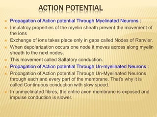  Propagation of Action potential Through Myelinated Neurons :
 Insulatroy properties of the myelin sheath prevent the movement of
the ions
 Exchange of ions takes place only in gaps called Nodes of Ranvier.
 When depolarization occurs one node it moves across along myelin
sheath to the next nodes.
 This movement called Saltatory conduction.
 Propagation of Action potential Through Un-myelinated Neurons :
 Propagation of Action potential Through Un-Myelinated Neurons
through each and every part of the membrane. That’s why it is
called Continuous conduction with slow speed.
 In unmyelinated fibres, the entire axon membrane is exposed and
impulse conduction is slower.
ACTION POTENTIAL
 