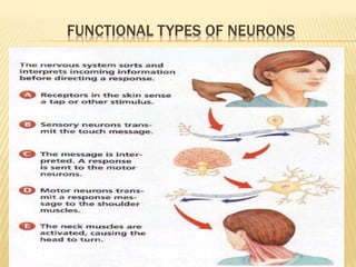 FUNCTIONAL TYPES OF NEURONS
 