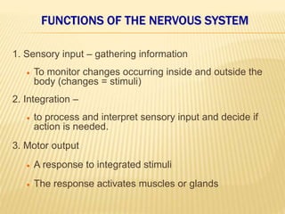 FUNCTIONS OF THE NERVOUS SYSTEM
1. Sensory input – gathering information
 To monitor changes occurring inside and outside the
body (changes = stimuli)
2. Integration –
 to process and interpret sensory input and decide if
action is needed.
3. Motor output
 A response to integrated stimuli
 The response activates muscles or glands
 