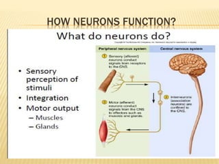 HOW NEURONS FUNCTION?
 