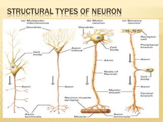 STRUCTURAL TYPES OF NEURON
 