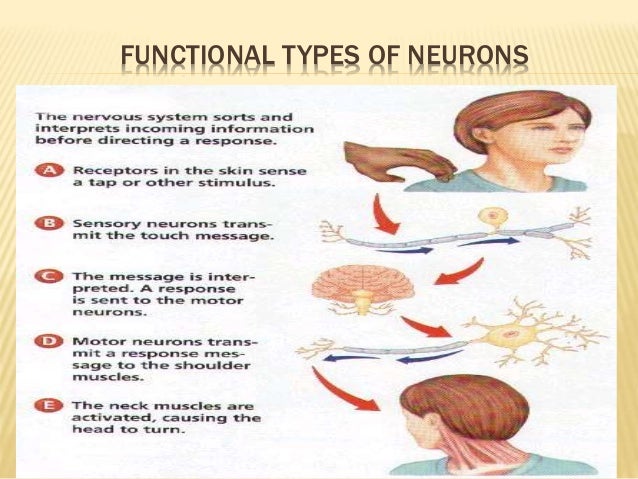 three types of neurons