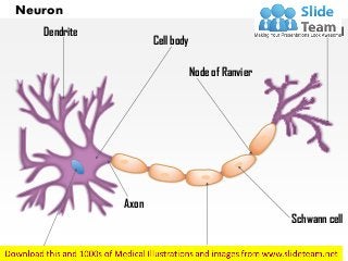 Neuron
Dendrite
Cell body
Axon
Myelin sheath
Schwann cell
Axon terminal
Node of Ranvier
Nucleus
 