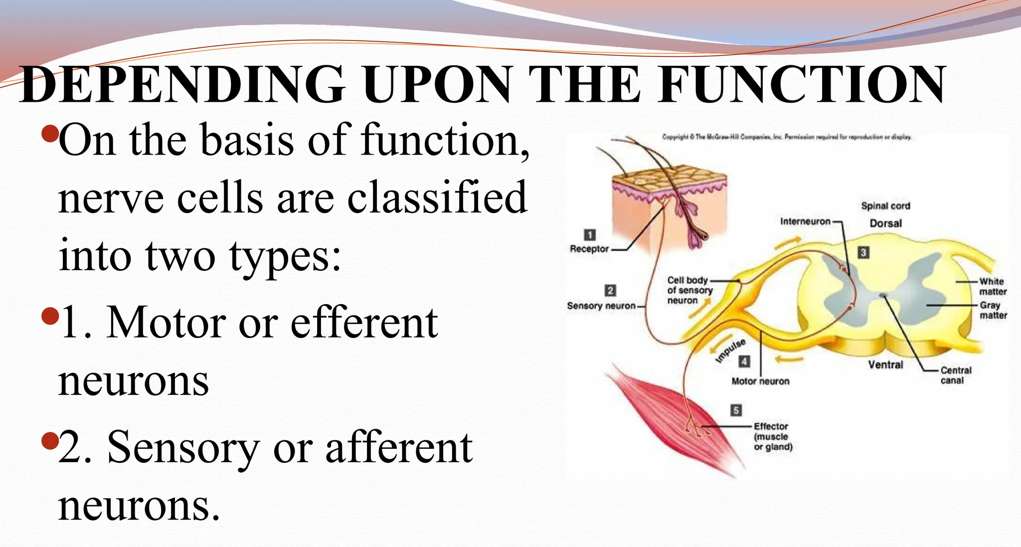 NERVOUS SYSTEM - Neuron & Neuroglial cells - STRUCTURE OF NEURON AND ...