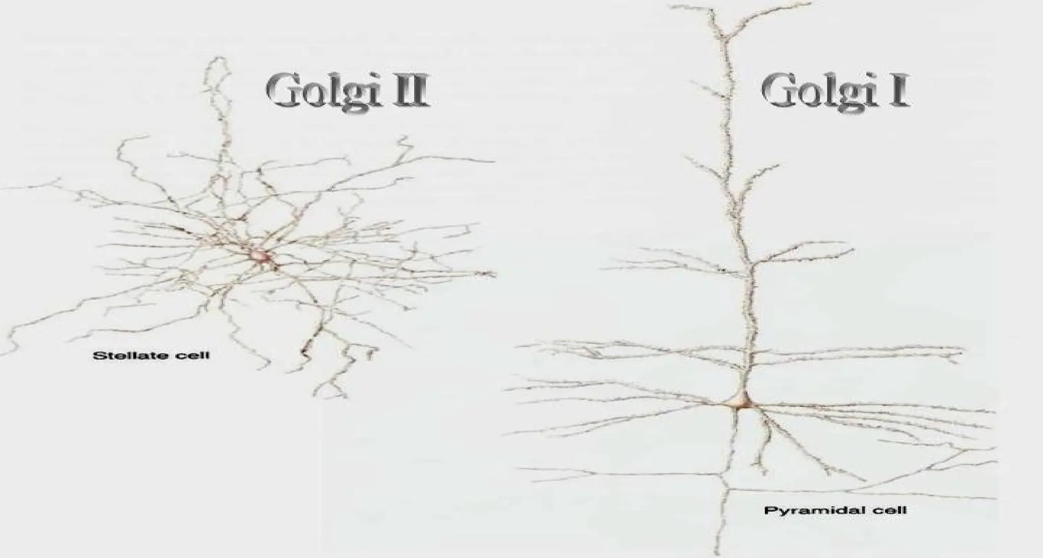 NERVOUS SYSTEM - Neuron & Neuroglial cells - STRUCTURE OF NEURON AND ...