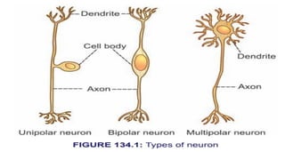 NERVOUS SYSTEM - Neuron & Neuroglial cells - STRUCTURE OF NEURON AND ...