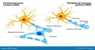 NERVOUS SYSTEM - Neuron & Neuroglial cells - STRUCTURE OF NEURON AND ...
