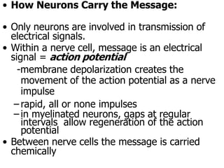 NEURON physiology carrer medical college and hospital | PPTX