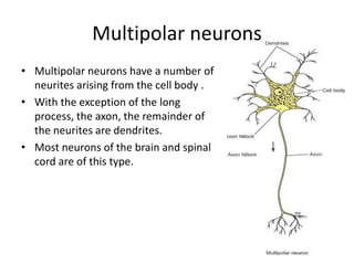 structure of neuron | PPTX