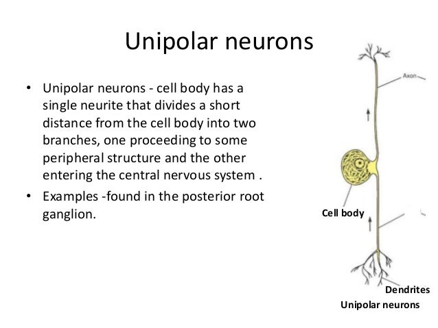 What Does Prozac Do To Neurons