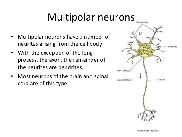 structure of neuron