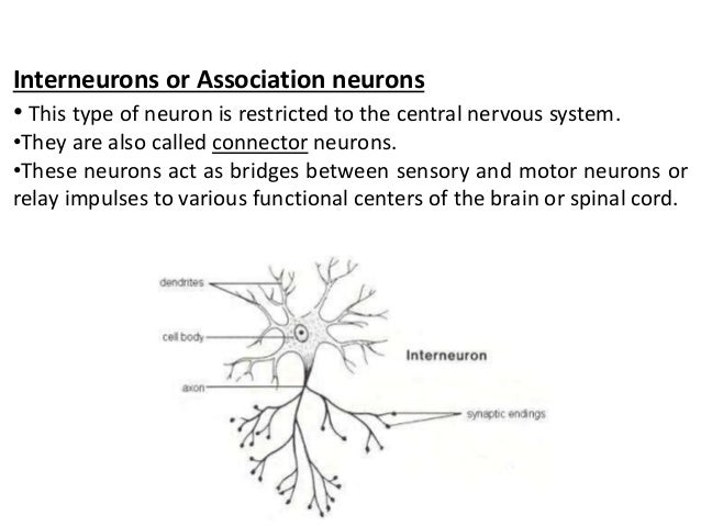 What is the function of association neurons?