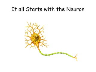 Comprehensive Overview of Neuron Function and Neurotransmitter ...