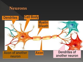 Axon of another
neuron
Cell BodyDendrites
Axon
Myelin
Sheath
Dendrites of
another neuron
 