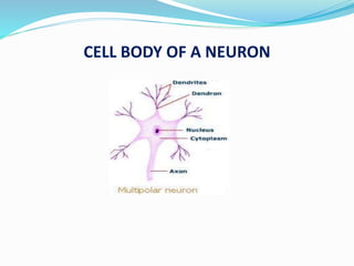 CELL BODY OF A NEURON
 