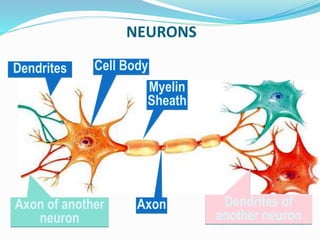 NEURONS
Axon of another
neuron
Cell BodyDendrites
Axon
Myelin
Sheath
Dendrites of
another neuron
 