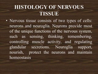 HISTOLOGY OF NERVOUS
TISSUE
• Nervous tissue consists of two types of cells:
neurons and neuroglia. Neurons provide most
of the unique functions of the nervous system,
such as sensing, thinking, remembering,
controlling muscle activity, and regulating
glandular secretions. Neuroglia support,
nourish, protect the neurons and maintain
homeostasis.
 