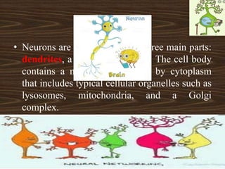 NEURONS
• Neurons are composed of the three main parts:
dendrites, a cell body, an axon. The cell body
contains a nucleus surrounded by cytoplasm
that includes typical cellular organelles such as
lysosomes, mitochondria, and a Golgi
complex.
 